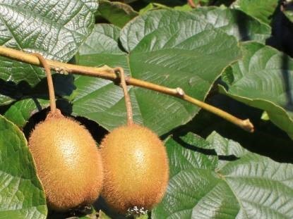 Hogyan Grow kiwi a kertben