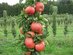 Hogyan növekszik oszlopos almafa