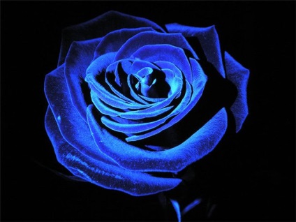 Hogyan növekszik a kék rózsa, virágok és kerti növények