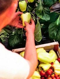 Hogyan növekszik az édes paprika nélkül az üvegházhatást