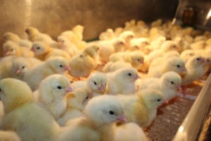 Hogyan növekszik a broiler csirke az otthoni segítségével az inkubátor
