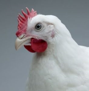 Hogyan növekszik a broiler csirke az otthoni segítségével az inkubátor