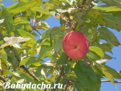Hogyan nő egy almafa a magokból, vendégház