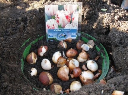 Hogyan védi és védi tulipán egerekből származó