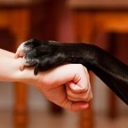 Hogyan lehet keresni a bizalom a kutya, a titkait otthoni ápolás
