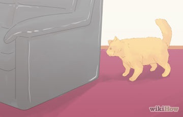 Hogyan kell nyerni a bizalmát a macska