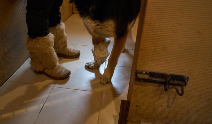 Hogyan élnek az egyik legnagyobb menedékhelyek kutyák Moszkvában