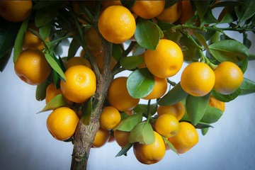 Calamondin ez lehet enni a gyümölcsöt a hasznos tulajdonságok Calamondin, receptek - helyszínen a növények