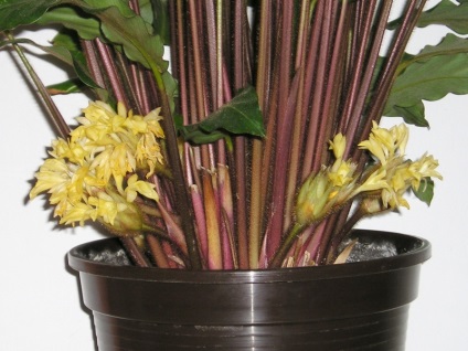 Calathea - faj, növényápolás otthon