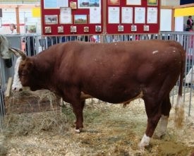Калмицька порода корів характеристика, опис та гідності