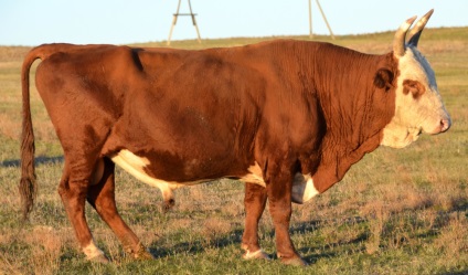 Калмицька порода корів характеристика, опис та гідності