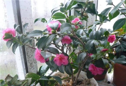 Camellia virág ellátást a hazai és a szaporodás, videó és fotók