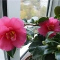 Camellia virág ellátást a hazai és a szaporodás, videó és fotók