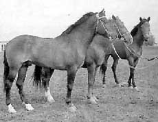 Karabair ló karabair, Karabair fajta ló, Közép-Ázsia, Bukhara ló