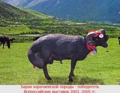 Karachai juhfajtához - agroxxi (leírás Karachai juhfajtához) Karachai juhfajtához - agroxxi