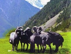 Karachai juhfajtához - agroxxi (leírás Karachai juhfajtához) Karachai juhfajtához - agroxxi