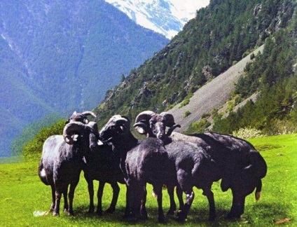 Karachai juhfajtához - agroxxi (leírás Karachai juhfajtához) Karachai juhfajtához - agroxxi