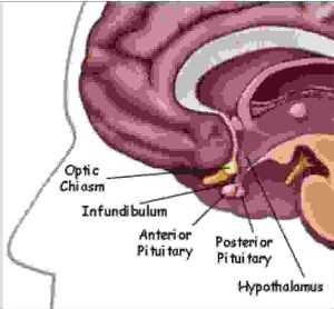 Mi okozza az sérti a agyalapi mirigyben tudni egészségének helyreállítását
