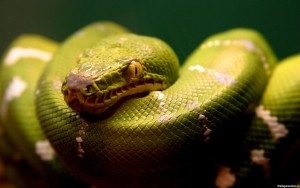 Miért álom egy kígyó egy álom, és hogy mit jelent