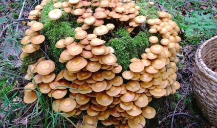 Mikor jobb gyűjteni gombát gombát fekete-fehér, hogy milyen évszakban ezek gombák nőnek