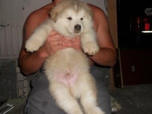 Amikor a kölykök változik gyapjú, a kölyök (puppy) Amikor a kölykök változik gyapjú, a kölyök