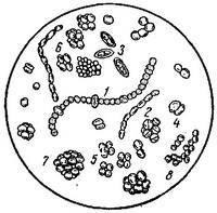 coccusokat baktériumok