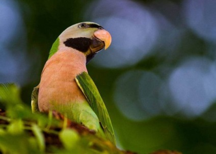 Psittacula, papagáj fajok, állatok és kövek (Psittacula) Psittacula, papagáj fajok, állatok és kövek