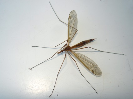 Комар-долгоножки кусається чи, чим харчується, поведінку в природі