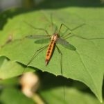 Комар-долгоножки кусається чи, чим харчується, поведінку в природі