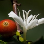 Cserepes Arabica kávét vagy egy kávécserje