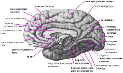 A végső anatómiai agy telencephalonra