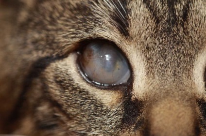 Kötőhártya-macska tünetei, kezelése