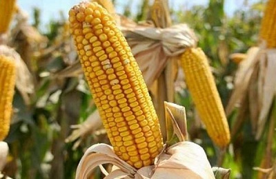 Takarmány kukorica tud enni, és hogyan lehet megkülönböztetni az élelmiszer