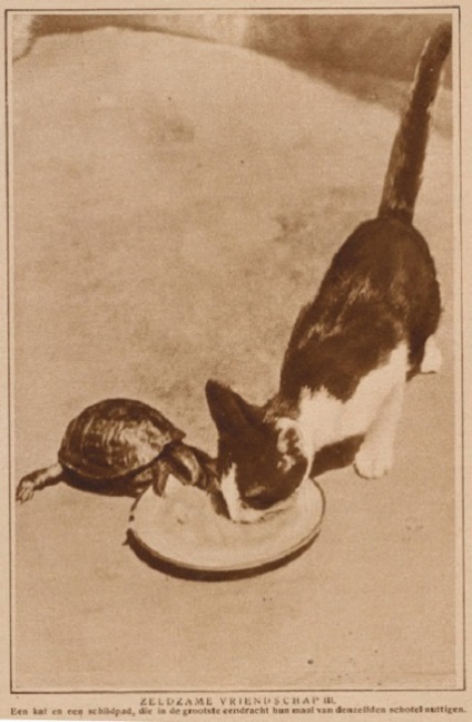 Feline képek, vagy képek a macskák 20 Retro 20-as a múlt század