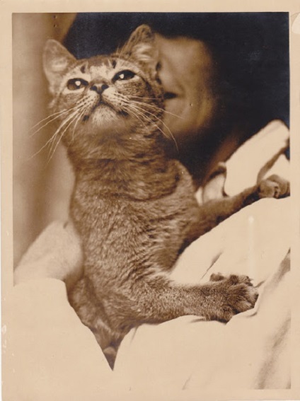 Feline képek, vagy képek a macskák 20 Retro 20-as a múlt század