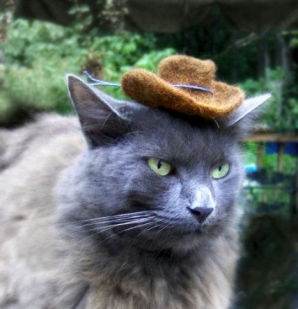 Cat ruházat (British food) macska ruházat