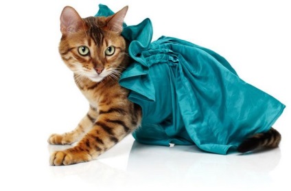 Cat Ruházat (a szőrös barátja) macska ruházat