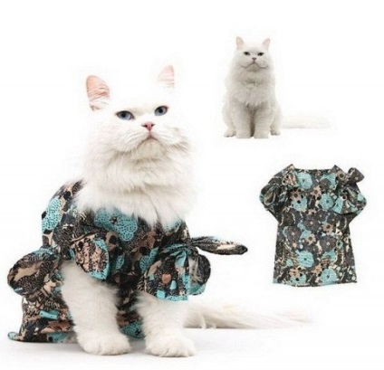 macska ruházat