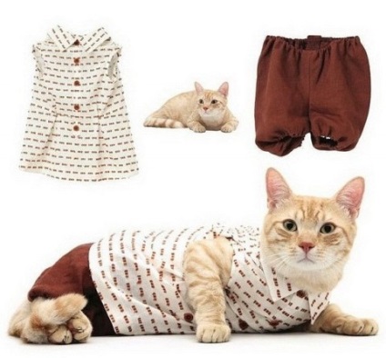 macska ruházat