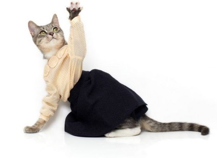 Cat ruházat (tál macskáknak) macska ruházat