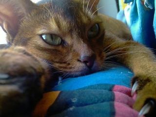 Cat otthon egyedül (macska háziállat otthon) Cat otthon egyedül