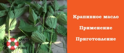 Krapivnoe olaj készítmény, alkalmazására és válaszok (olaj) Csalán olaj előkészítése, végrehajtása és vélemények