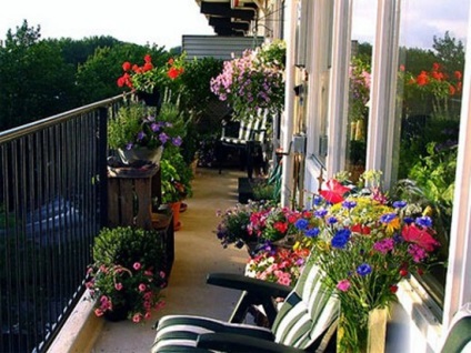 Gyönyörű erkély virágok - az első lépések kezdő kertészek