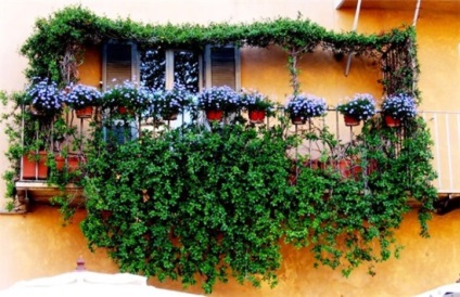 Gyönyörű erkély virágok - az első lépések kezdő kertészek