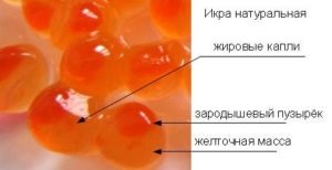 Vörös kaviár szoptatós anyáknak (piros kaviár első) Vörös kaviár szoptatós anyáknak