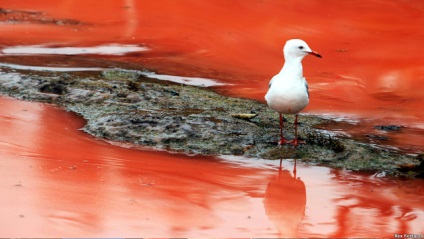 Red árapály (13 fotó) - Waterworld, Water World - Online Magazine (Magazin) Red árapály (13 fotó) - Waterworld, Water World - Online Magazine