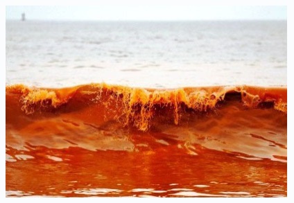 Red árapály (13 fotó) - Waterworld, Water World - Online Magazine (Magazin) Red árapály (13 fotó) - Waterworld, Water World - Online Magazine