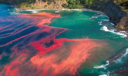 Red árapály (13 fotó) - Waterworld, Water World - Online Magazine (Magazin) Red árapály (13 fotó) - Waterworld, Water World - Online Magazine