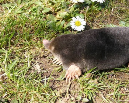 Moles földalatti kislemez