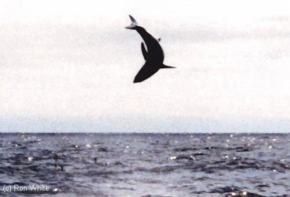 Ki úszik gyorsabban - egy cápa vagy delfin